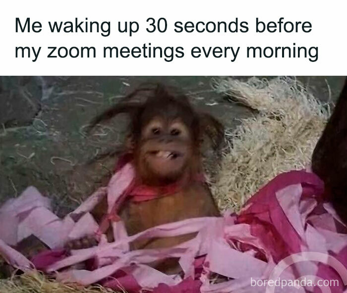 A tired orangutan tangled in pink streamers, representing work memes about waking up before zoom meetings.