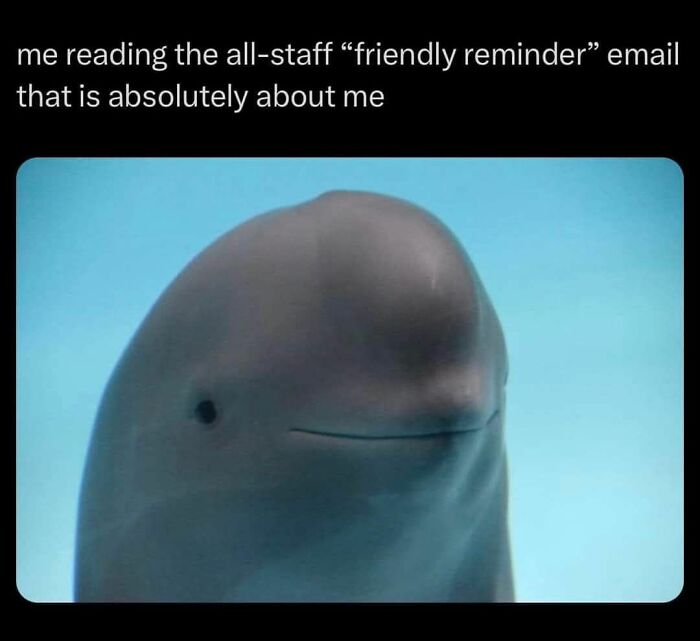 Shy dolphin underwater representing the feeling of reading a work email, featured in hilarious accurate work memes.