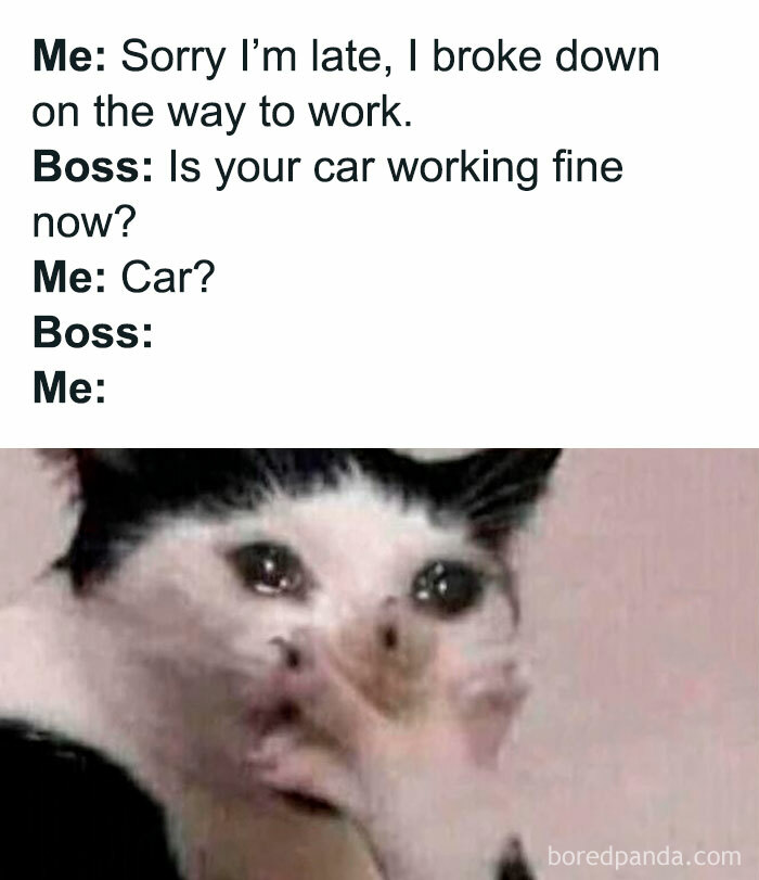 Funny work meme with a confused cat reacting to a late excuse about breaking down on the way to work.