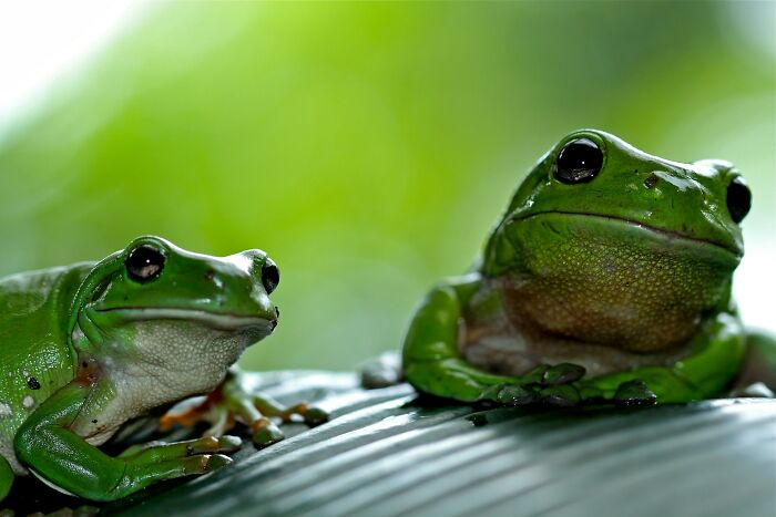 Two green frogs resting on a leaf, illustrating odd and funny names for groups of animals in nature.