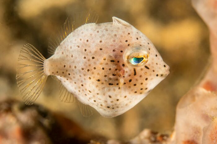 Close-up of a small spotted fish underwater with detailed fins and vibrant eye in a natural aquatic setting.