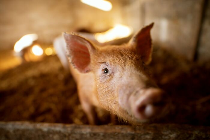 Close-up of a curious pig in a dimly lit barn, evoking disturbing facts that don’t help to sleep at night.