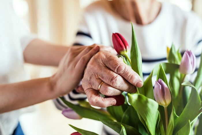 Older person's hands holding red tulip flowers with another hand comforting, symbolizing critical point when body starts to age rapidly. Older person's hands holding red tulip flowers with another hand comforting, symbolizing critical point when body starts to age rapidly.
