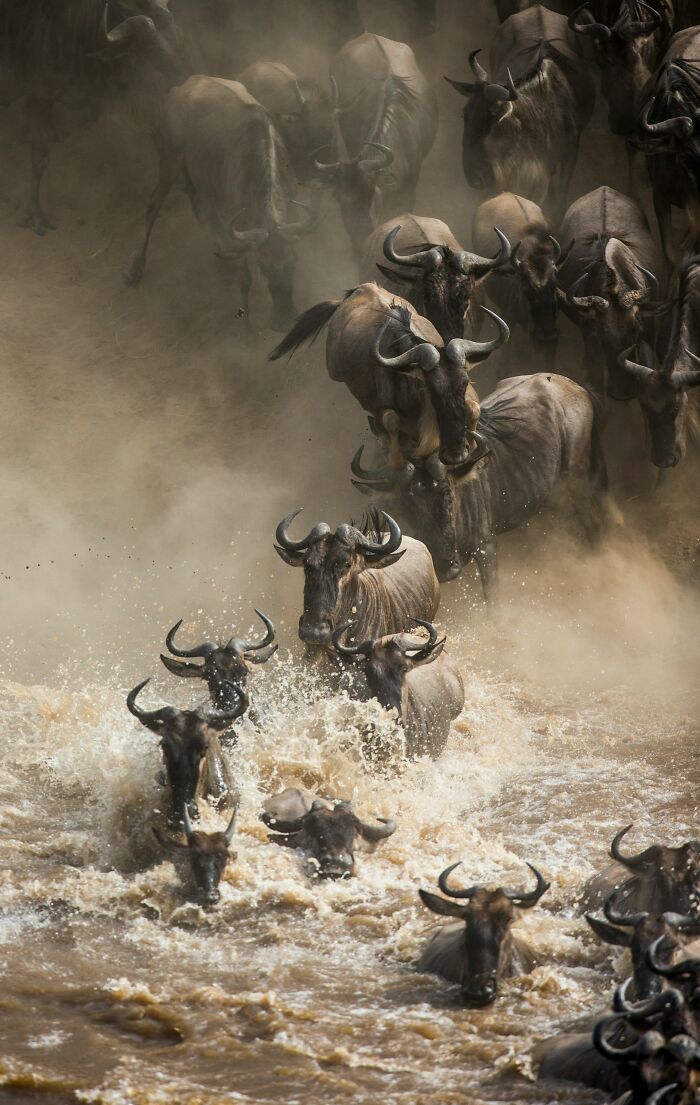 Herd of wildebeests crossing a river, illustrating odd and funny names for groups of animals in the wild.