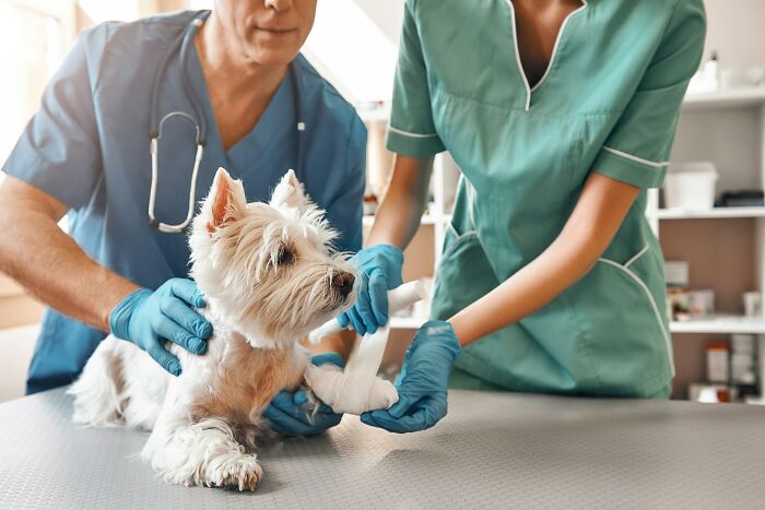 Veterinarians in blue and green uniforms treating a small white dog, highlighting good news in pet care and recovery.