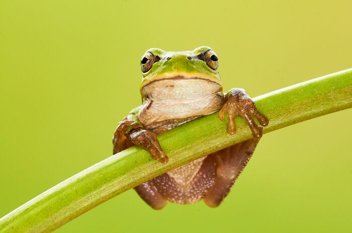 Close-up of a green frog clinging to a plant stem, symbolizing good news and positive bits deserving the spotlight.