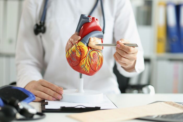 Doctor in white coat pointing to a detailed human heart model showing cool facts about the human body structure.