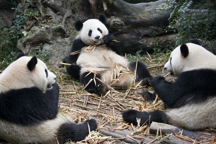 Three giant pandas eating bamboo in a natural setting illustrating odd and funny names for groups of animals.