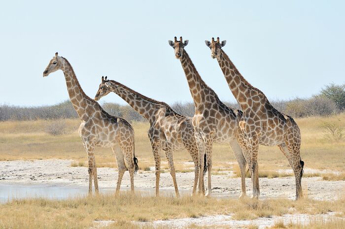 A group of giraffes standing together in a dry landscape illustrating odd and funny names for groups of animals.