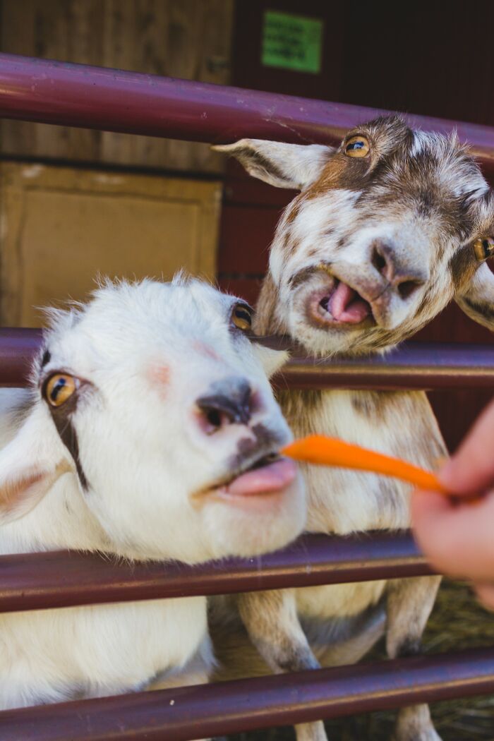 Two curious goats behind metal bars being fed a carrot, illustrating disturbing facts that don’t help to sleep at night.
