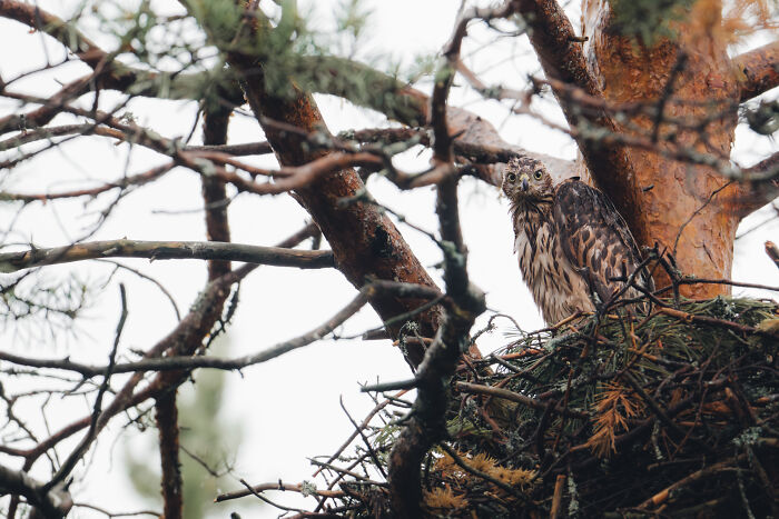 Young hawk perched in a nest among pine tree branches during a northern wild encounter in nature.
