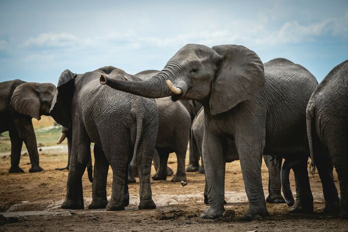A group of elephants standing together outdoors, showcasing odd and funny names for groups of animals.