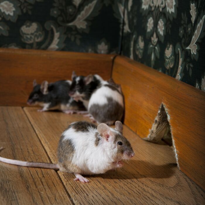 Group of mice inside a home corner, illustrating odd and funny names for groups of animals that sound like a joke.