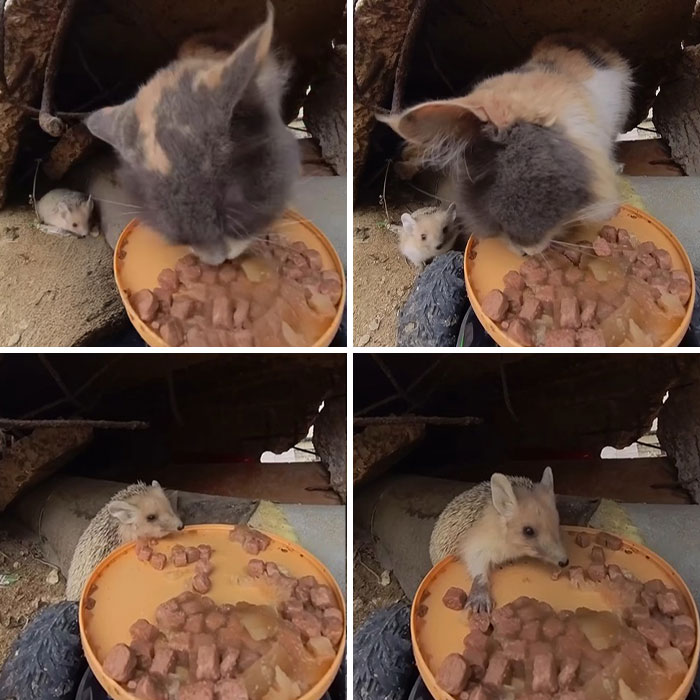 This Guy Has A Clever Way Of Feeding Strays That Might Melt Your Heart (50 Pics)