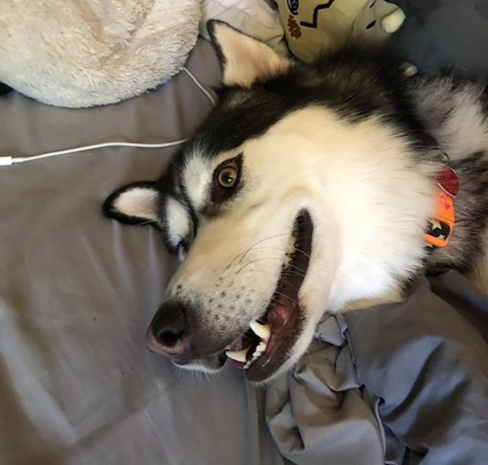 Husky lying on a bed with a playful expression, showcasing the boldness of a stolen dog and owner's revenge. - 27