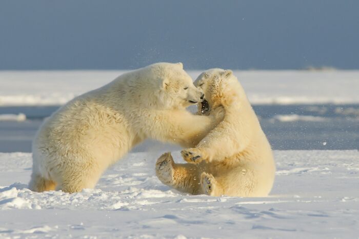 Two playful polar bear cubs in snowy landscape, illustrating odd and funny names for groups of animals.