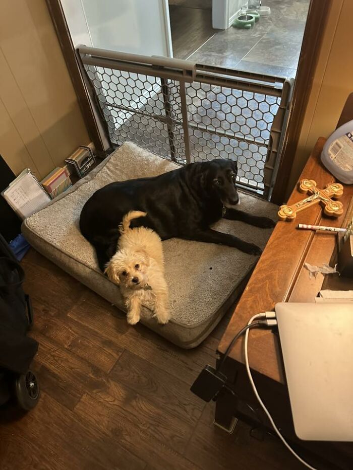 Two dogs resting together on a pet bed inside a home in a cozy setting, capturing moments any man would be excited to see.