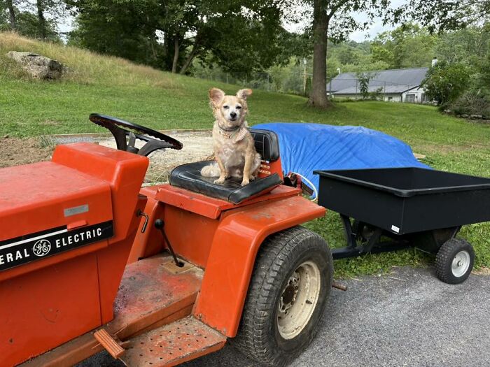 Small dog sitting on the seat of a red tractor with a black trailer, a scene any man would be excited to see outdoors.