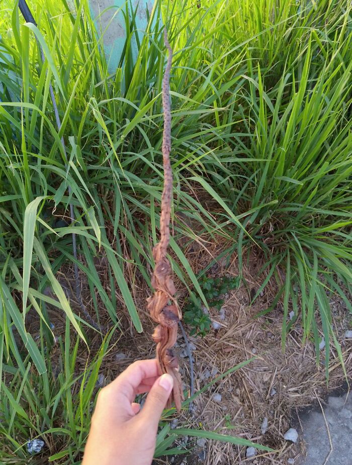 Hand holding an unusual twisted dried plant stem against green grass, appealing to any man excited by unique nature finds.