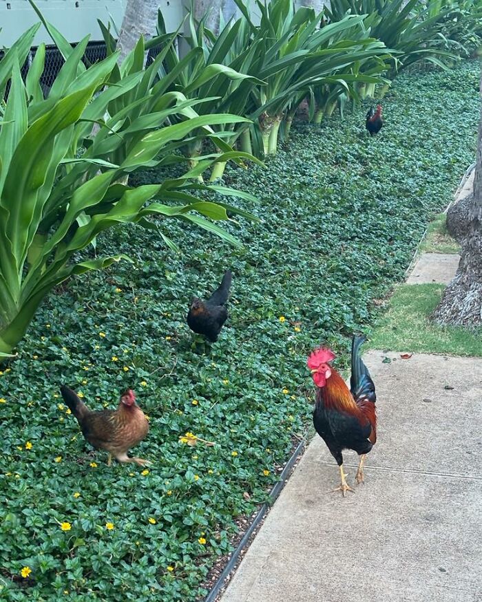 Rooster and hens walking on lush green ground cover plants beside a sidewalk in a garden setting.