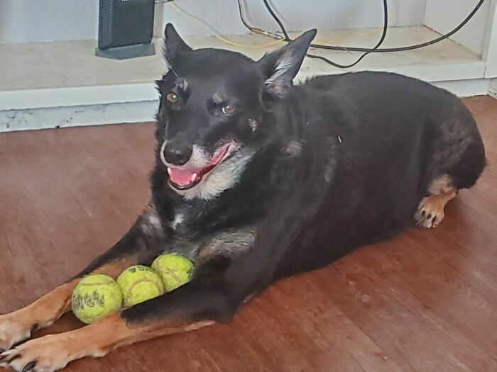 Black dog lying on floor with three tennis balls, a scene any man would be excited to see in this online thread.