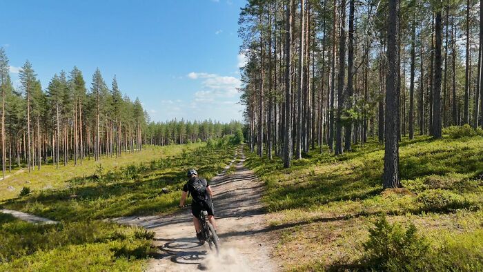 Man mountain biking on a forest trail surrounded by tall trees and green foliage under a clear blue sky.