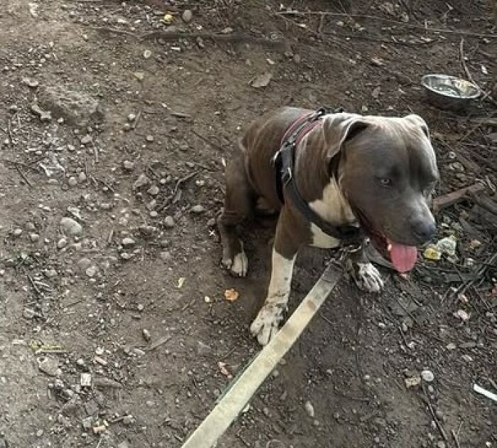 Dog on a leash sitting on rocky ground alert and ready to bark, helping to lead stranger to people in need of help - 3