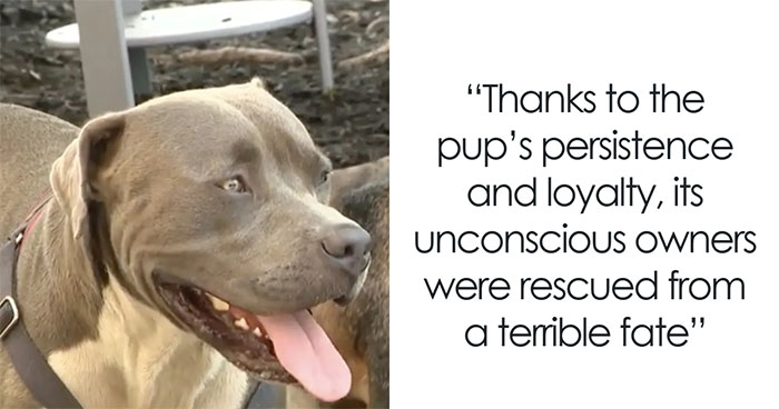 Dog Barks At A Stranger To Follow Him, Ends Up Leading Him To Two People In Dire Need Of Help