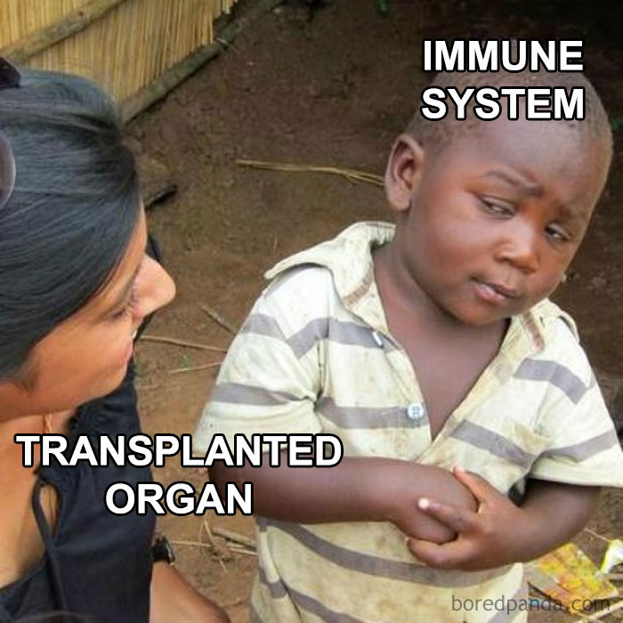 Skeptical boy labeled immune system looking at woman labeled transplanted organ in a funny medical meme.