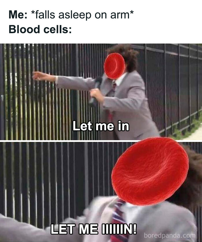 Funny and relatable medical meme showing red blood cells desperately trying to get in after falling asleep on arm.