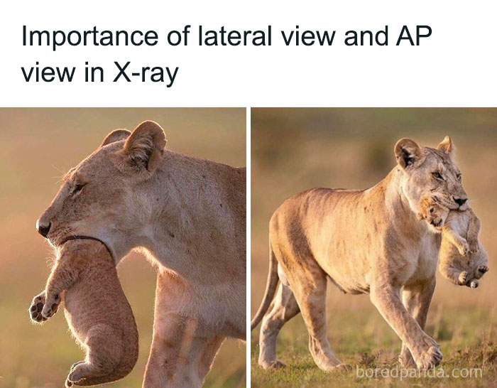 Lioness carrying cub shown from lateral and AP views illustrating importance for medical memes relatable to doctors.