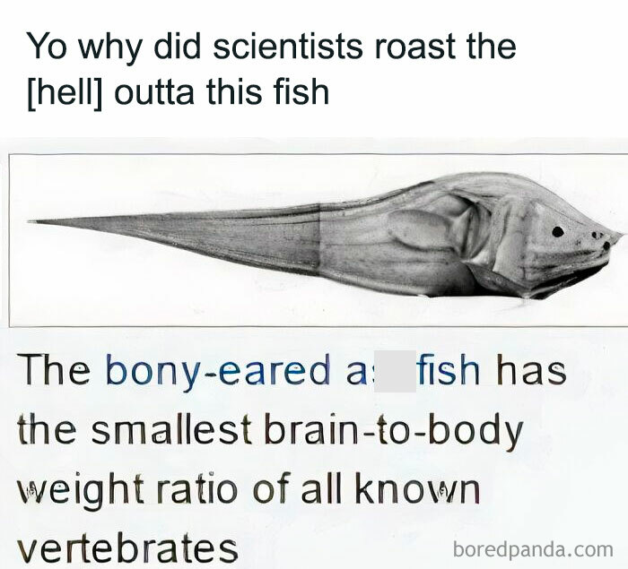 Humorous science meme showing a bony-eared fish with the smallest brain-to-body ratio, related to photosynthesis.