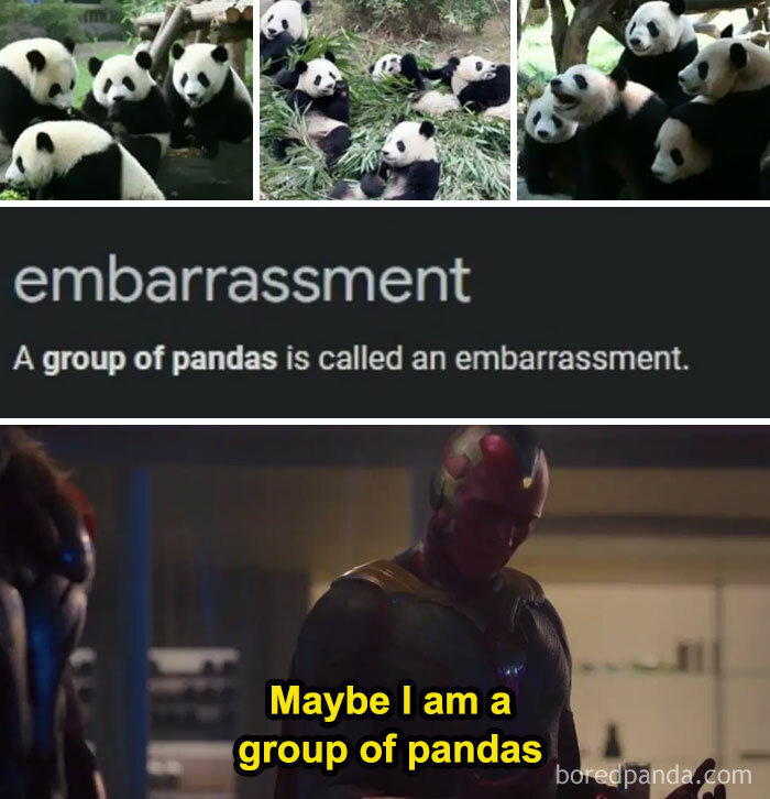 Group of pandas called embarrassment, shown with funny science meme referencing photosynthesis and group behavior.