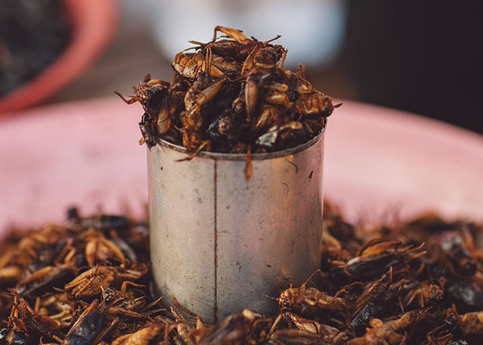 Close-up of edible insects in a container, representing one of the unbelievable historical events that people actually survived.