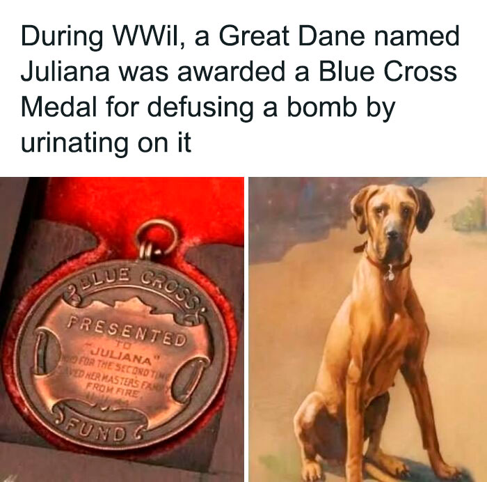 Great Dane Juliana awarded Blue Cross Medal during WWII for defusing a b**b, a fascinating historical photo on pets.