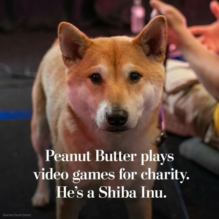 Shiba Inu dog named Peanut Butter playing video games for charity, showcasing unique moments in historical photos of pets.