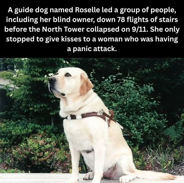 Guide dog Roselle leading her blind owner down 78 flights before North Tower collapse, a historical photo on pets.