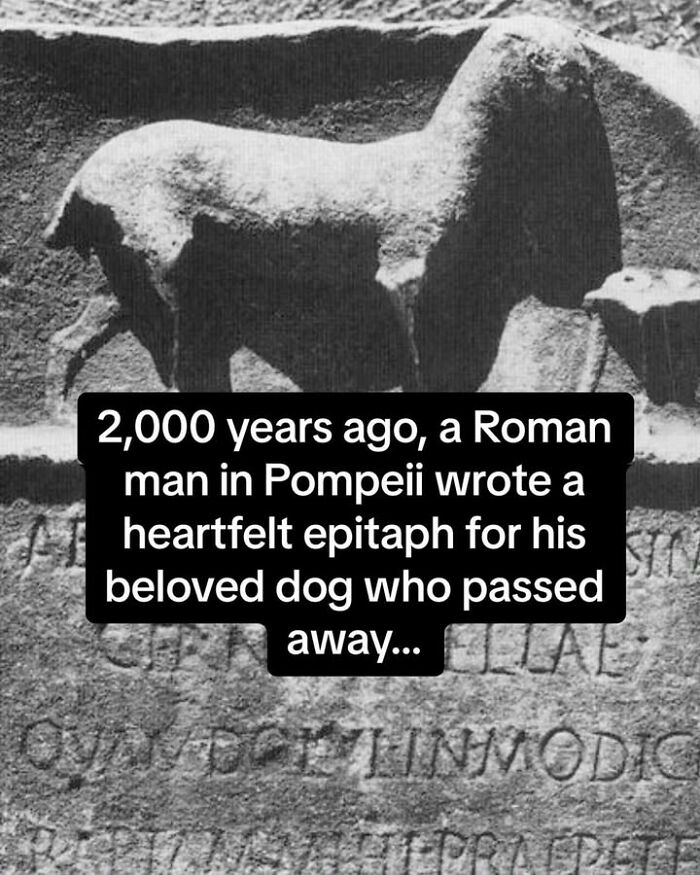Ancient Roman epitaph carved in stone honoring a beloved dog, showcasing historical pets and their lasting bond with humans.
