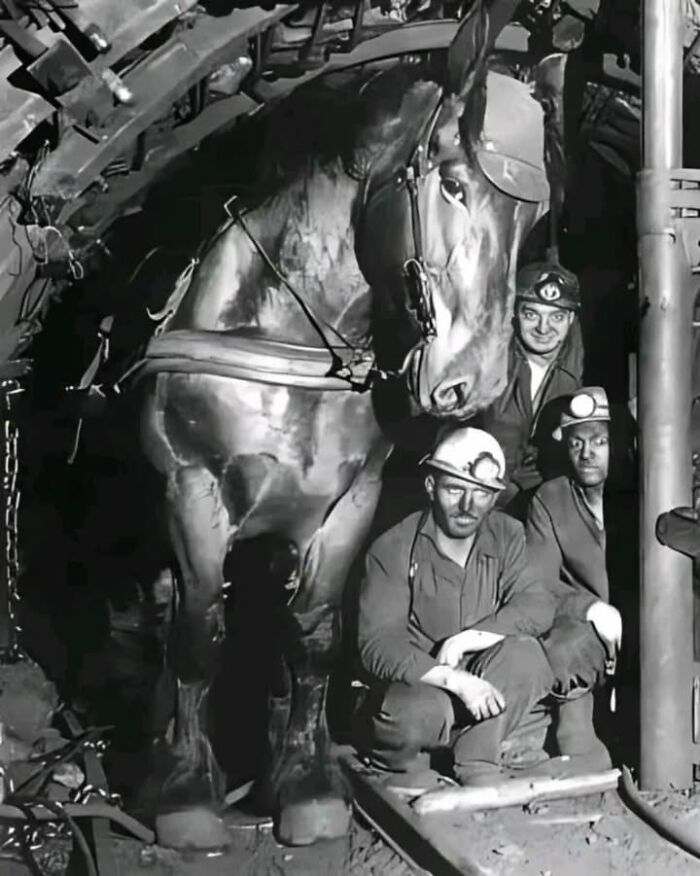 Historical photo of miners with a large working horse underground, showcasing unique perspective on pets in labor.