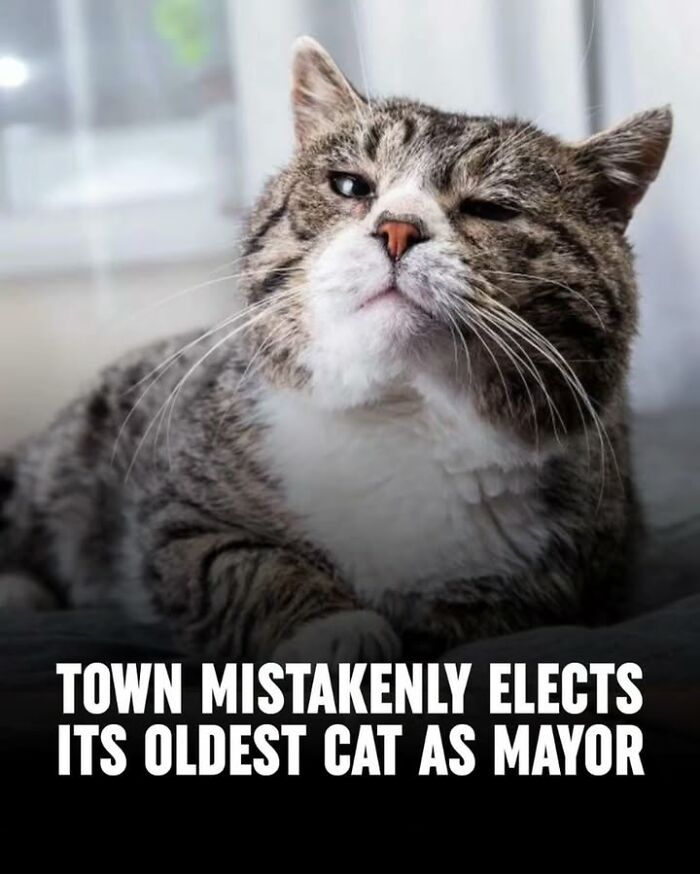 A close-up of a cat with a serious expression, illustrating fascinating historical photos about pets and their roles.