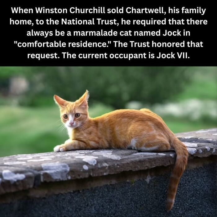 Marmalade cat lying on stone wall at Chartwell, a historical pet linked to Winston Churchill’s family home tradition.