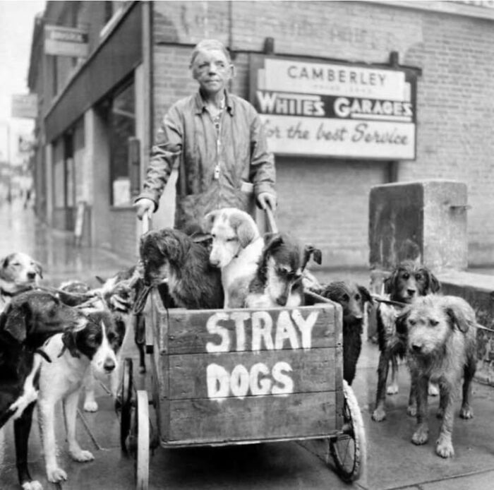 Black and white historical photo of a person with several stray dogs in a cart on a city street, highlighting pets.