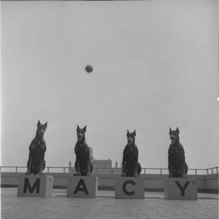 Four dogs sitting on blocks spelling MACY outdoors in a historical photo showcasing fascinating pets perspective.