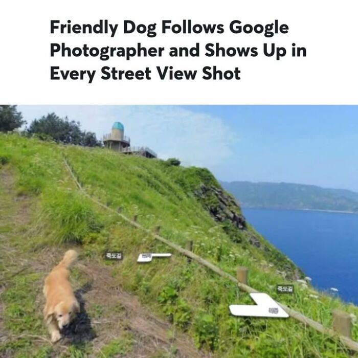 Friendly dog walking along a scenic cliffside trail, illustrating fascinating historical photos on pets outdoors.