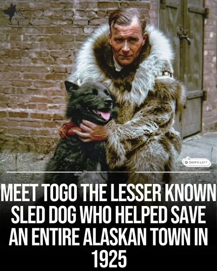 Man in fur coat holding Togo the sled dog, a historical photo showing a heroic pet that changed perspectives on animals.
