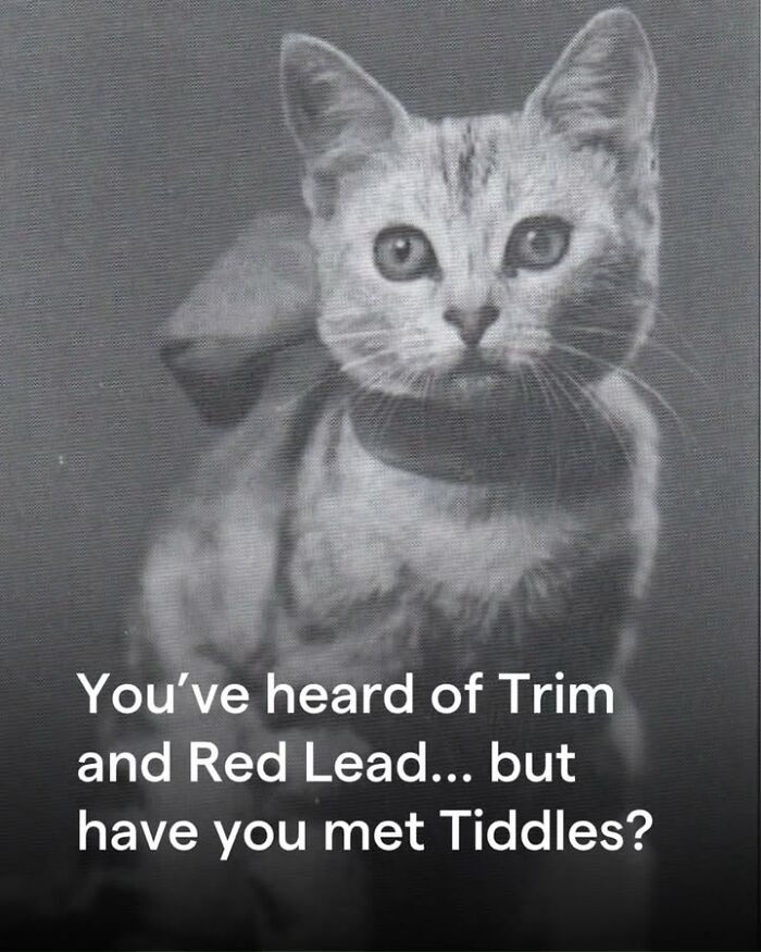 Black and white historical photo of a cat named Tiddles, highlighting fascinating historical photos of pets.