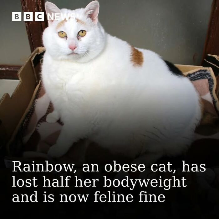 Obese cat named Rainbow shown in a historical photo illustrating pets and their remarkable transformations.