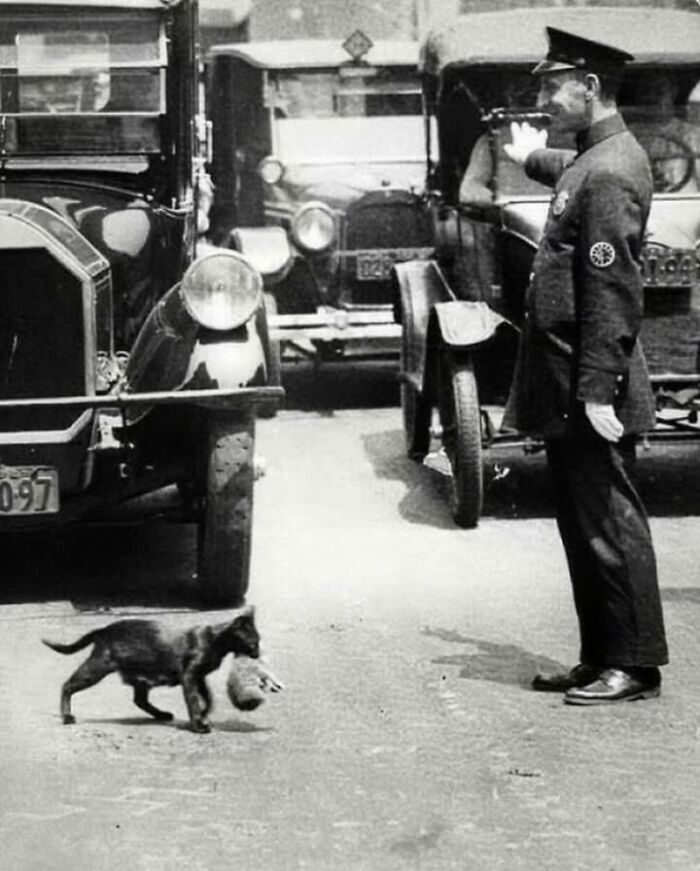 Vintage black and white photo of a cat crossing the street as a traffic officer stops cars, historical pets moment.