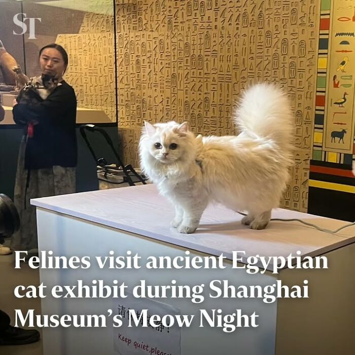 Fluffy white cat at ancient Egyptian exhibit with hieroglyphics in the background during historical pet-themed event.