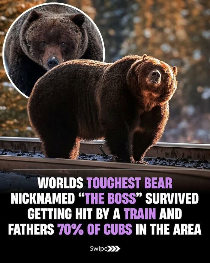 Historical photo of the world's toughest bear nicknamed The Boss, highlighting resilience in pet history perspective.